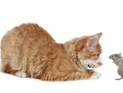 Ginger cat and a hamster Stock Footage