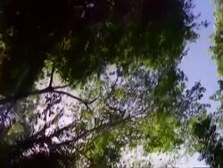 Rainforest, tracking shot (in boat) looking up at trees in rainforest;; Panama; Stock Footage