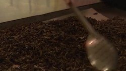 CLEAN : Bugs for dinner? New Aussie food trend has legs (and wings) News Clip
