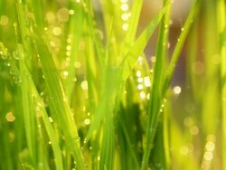 Rice sprout Stock Footage