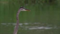 A heron stands near a river. Stock Footage