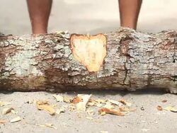 Chopping Wood Stock Footage