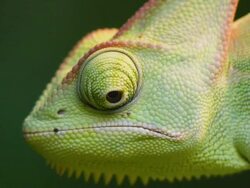 Chameleon Stock Footage