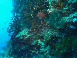 CU TU Shot of Various fish swimming around reef edge including surgeonfish and wrasse plus large school of sea goldies / Pemba, Cabo Delgado, Mozambique Stock Footage