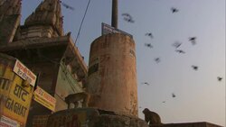 A flock of birds flies over buildings where monkeys forage for food in India. Stock Footage