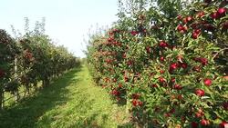 Red apples in a row Stock Footage