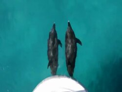 Two Atlantic Spotted Dolphins bowriding, shot from above, occasionally surfacing to breathe  Stock Footage