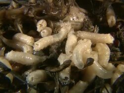 Bluebottle (Calliphora vomitoria) larvae, writhing maggots on carcass, UK Stock Footage