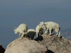 MS TU Mountain goat kids jumping from rock to rock / Idaho Springs, Colorado, United States Stock Footage