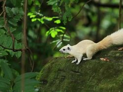 White Squirrel Eating Food Stock Footage