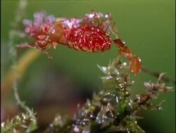 Ants on Sundew, UK Stock Footage