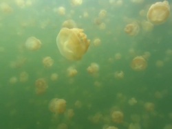 Jellyfish Lake, Mestigia, Palau, South Pacific  Stock Footage