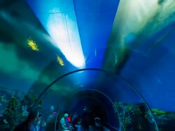 T/L in Den Ba Planet Aquarium Stock Footage