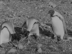 South - Sir Ernest Shackleton's Antarctic Journey on the Endurance Stock Footage