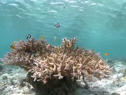 MS Coral in shallows / Semporna, Sabah, Malaysia   Stock Footage