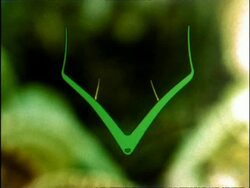 Venus Fly Trap graphics, UK Stock Footage