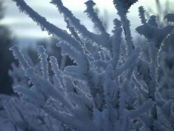 Medium Close Up static - Frost crystallizes on plant stalks. / Alaska, USA Stock Footage