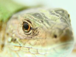 Lizard winks Stock Footage