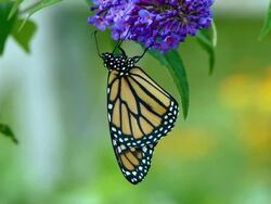 CU View of Monarch butterfly sitting on butterfly bush / Tweed, Ontario, Canada Stock Footage