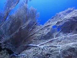 Coral And Fish Stock Footage