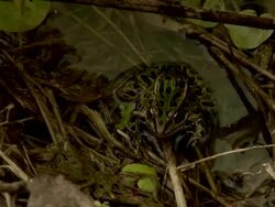 Frog in the water of the river Stock Footage