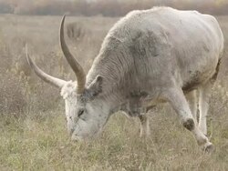 oxen grazing on a meadow Stock Footage