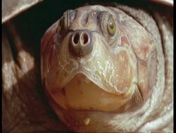 BCU Head of turtle facing camera, South America Stock Footage