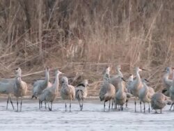MS Shot of Flocks of Sandhill Cranes Grus canadensis standing in water / Kearney, Nebraska, United States Stock Footage