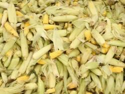 Panning Crane Over Semi Trailer of Sweet Corn Stock Footage