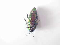 Metallic wood-boring beetle lay Stock Footage