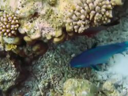 Parrotfish on coral reef Stock Footage