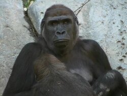 Nursing Gorilla (Full HD) Stock Footage