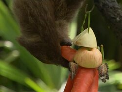 Close Up Sloth Jurong Singapore Stock Footage