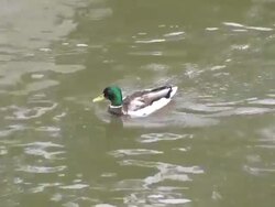 MS TS Ducks swimming in water in old town / Luxembourg Stock Footage