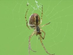 Spider Stock Footage