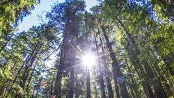 Oregon Forest Stock Footage