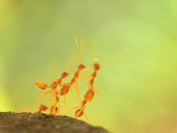 red ant harmonize Stock Footage