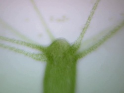 Green Hydra suddenly moves off Stock Footage