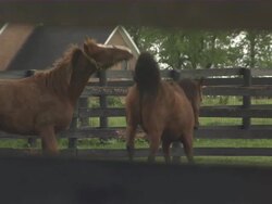 Shot through a fence of two horses playing. Stock Footage