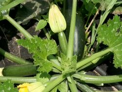 MS Shot of cucurbita pepo and zucchini / Serrig, Rhineland-Palatinate, Germany Stock Footage