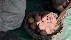 CLEAN : Labourers make firecrackers with their bare hands for Diwali News Clip