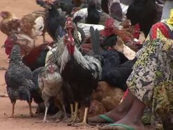 Chickens on the street Stock Footage