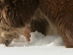  CU SLO MO Grizzly bears digging in snow searching for food / Livingstone, Montana, United States Stock Footage