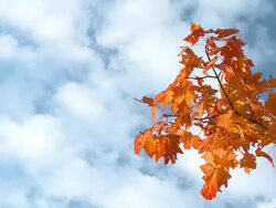 HD: Autumn time Stock Footage