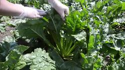 Farmer checking the quality of the sugar beets Stock Footage