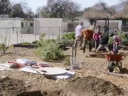 MS T/L ZI Garden Club students planting tree in Meiners Oaks School garden in Ojai / Ojai, California, United States Stock Footage