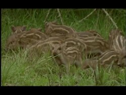 Stripy wild boar (Sus scrofa) piglets grazing grass around salt lick, Bandipur, Nagarahole National Park, India Stock Footage