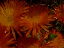 CU Tilt up across orange Mesembryanthemum to caterpillars feeding, South Africa Stock Footage