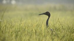 Sarus Crane(Grus antigone) Stock Footage