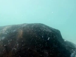 Feel close enough to touch this beautiful ray Stock Footage